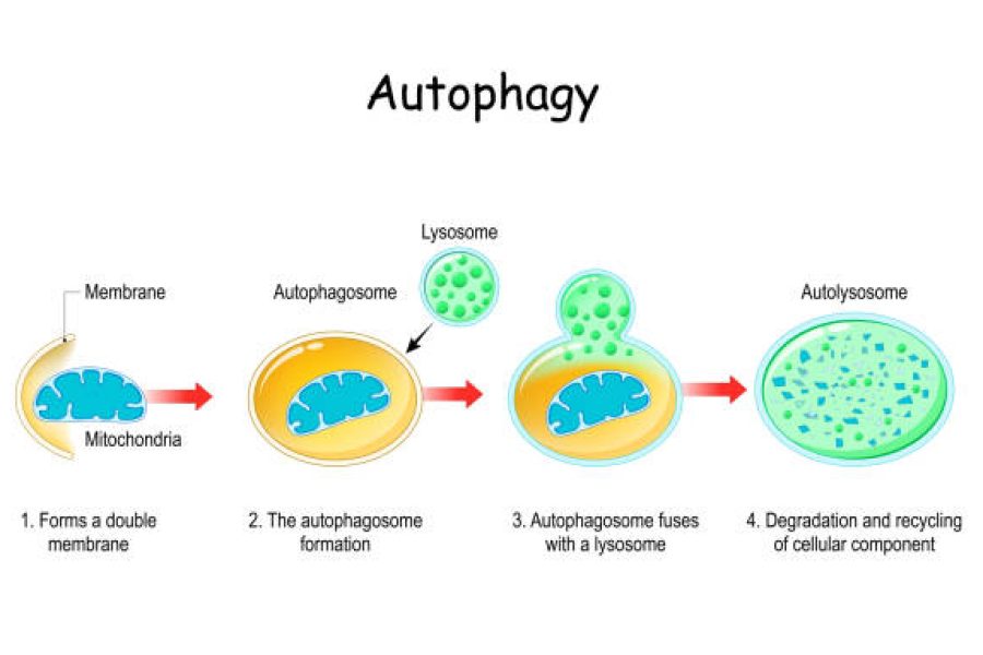 Autophagy steps. Schematic diagram. Natural mechanism in the cell that removes unnecessary components. Vector illustration